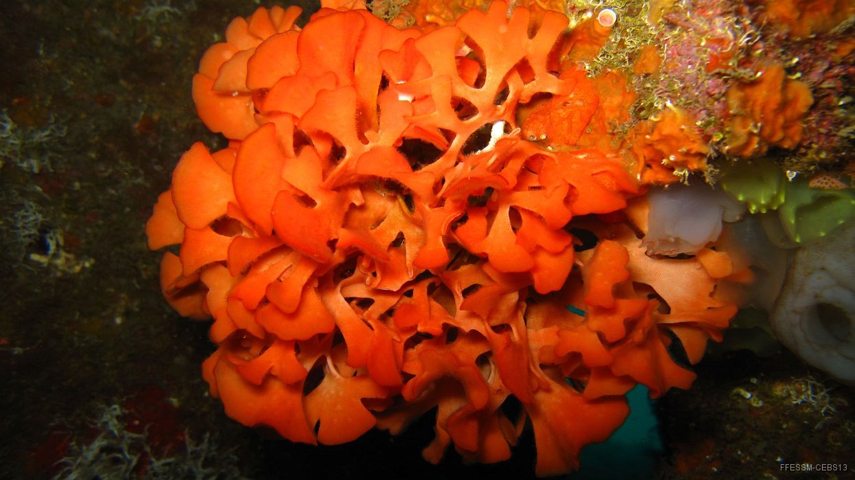 010 Rose de mer (Pentapora fascialis).JPG - Rose de mer (Pentapora fascialis)